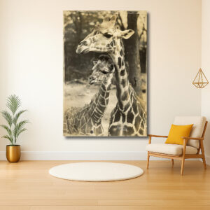 Elegante giraffes in zwart-wit portret