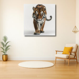 Majestueuze Tijger in Focus