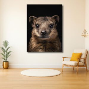 Intense Blik van een Hyrax