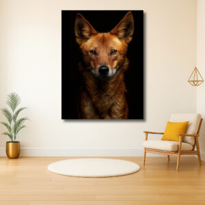Intens Blikkende Hond