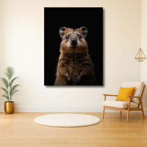 Schattige Quokka in het Donker