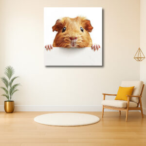 Schattige cavia kijkt nieuwsgierig